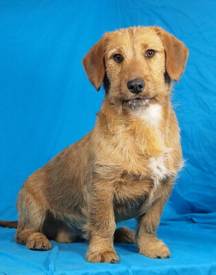 DINI - freundlich und aufgeschlossen, verschmust, lustig, lebhaft, interessiert, gelehrig, als Zweithund zu einer Hündin