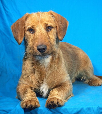 DINI - freundlich und aufgeschlossen, verschmust, lustig, lebhaft, interessiert, gelehrig, als Zweithund zu einer Hündin, Rauhaardackel Mischling - Rüde