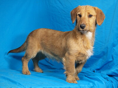 DINI - freundlich und aufgeschlossen, verschmust, lustig, lebhaft, interessiert, gelehrig, als Zweithund zu einer Hündin, Rauhaardackel Mischling - Rüde