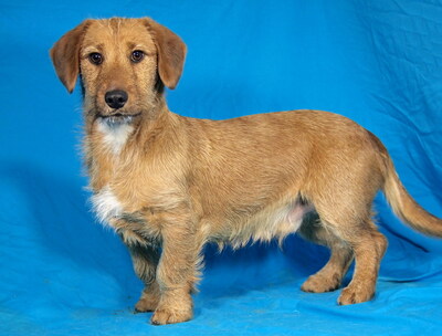 DINI - freundlich und aufgeschlossen, verschmust, lustig, lebhaft, interessiert, gelehrig, als Zweithund zu einer Hündin, Rauhaardackel Mischling - Rüde