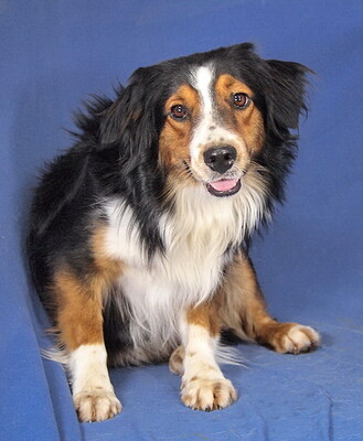 DINO - freundlich, etwas sensibel, anhänglich, sehr bewegungsfreudig und intelligent, katzenverträglich, anfangs möglicherweise schüchtern, Mini Australian Shepherd - Rüde