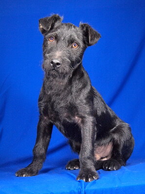 DINO - sehr freundlich und verspielt, lebhaft, intelligent, neugierig