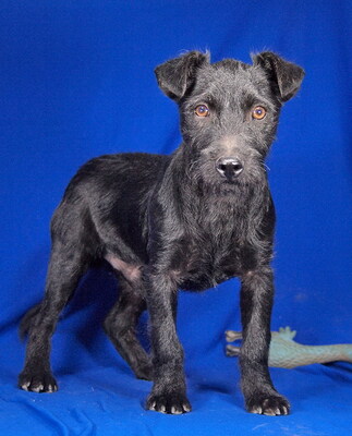 DINO - sehr freundlich und verspielt, lebhaft, intelligent, neugierig, Mischling (Video auf HP) - Rüde