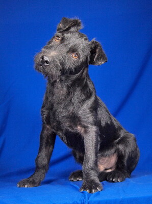 DINO - sehr freundlich und verspielt, lebhaft, intelligent, neugierig, Mischling (Video auf HP) - Rüde