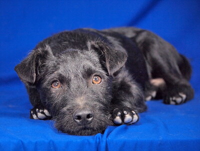 DINO - sehr freundlich und verspielt, lebhaft, intelligent, neugierig, Mischling (Video auf HP) - Rüde