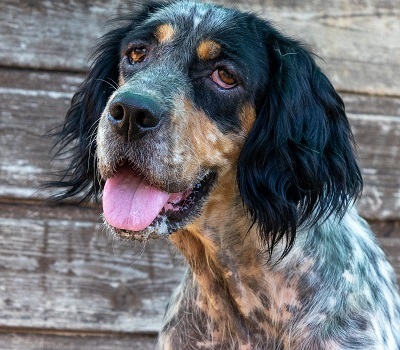 DIVA, English Setter - Hündin 1