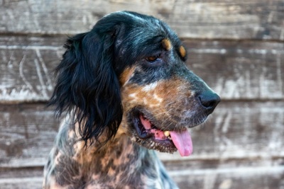 DIVA, English Setter - Hündin