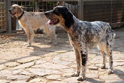 DIVA, English Setter - Hündin