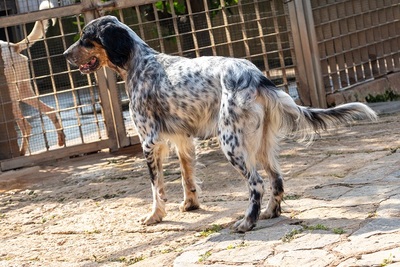 DIVA, English Setter - Hündin