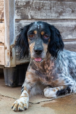 DIVA, English Setter - Hündin