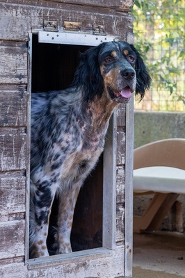 DIVA, English Setter - Hündin