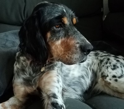 DIVA, English Setter - Hündin 1