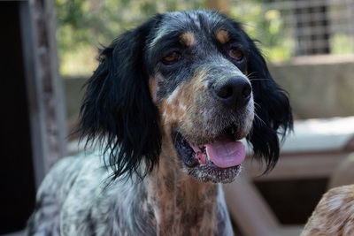 DIVA, English Setter - Hündin