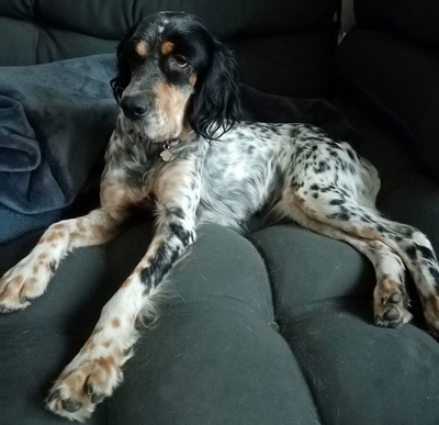 DIVA, English Setter - Hündin