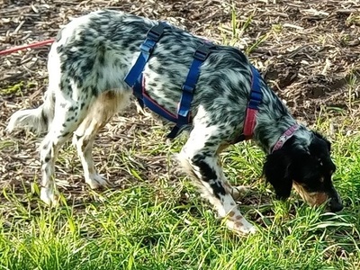 DIVA, English Setter - Hündin