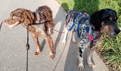 DIVA, English Setter - Hündin