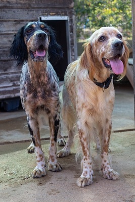 DIVA, English Setter - Hündin