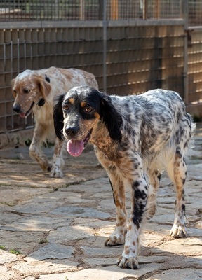 DIVA, English Setter - Hündin