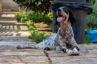 DIVA, English Setter - Hündin