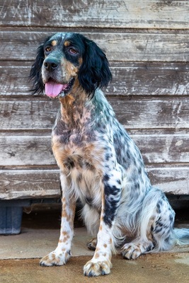 DIVA, English Setter - Hündin