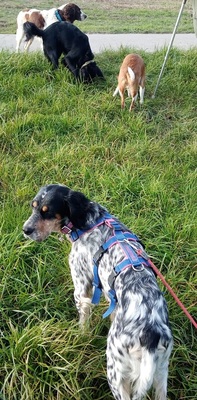 DIVA, English Setter - Hündin