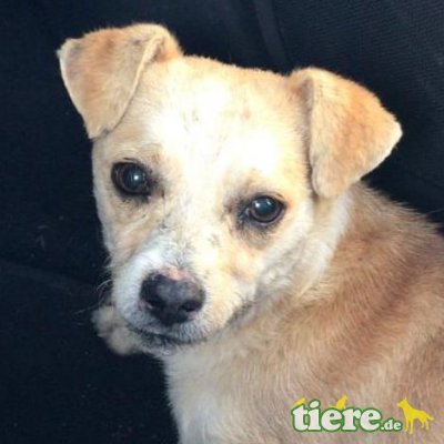 DOBBY - Linares, Pinschermischling - kastriert - Rüde