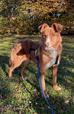 DOBBY - NOTFALL!!!!! lieb, verschmust, anhänglich, sanft, gutmütig, etwas ängstlich