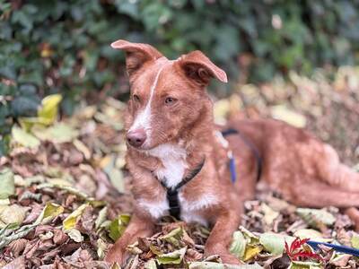 DOBBY - NOTFALL!!!!! lieb, verschmust, anhänglich, sanft, gutmütig, etwas ängstlich, Mudi Mischling (Video auf HP) - Betreuungsplatz Wien - Rüde