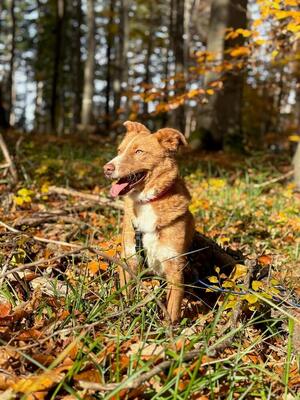 DOBBY - NOTFALL!!!!! lieb, verschmust, anhänglich, sanft, gutmütig, etwas ängstlich, Mudi Mischling (Video auf HP) - Betreuungsplatz Wien - Rüde