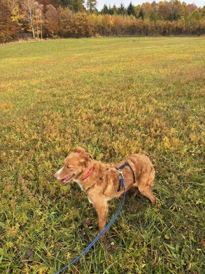 DOBBY - R E S E R V I E R T !!!!! lieb, verschmust, anhänglich, sanft, gutmütig, anfangs etwas schüchtern, Mischling (Video auf HP) - Betreuungsplatz NÖ - Rüde