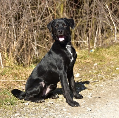 DOBBY S259, Mischling - Rüde