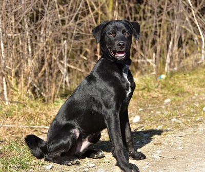 DOBBY S259, Mischling - Rüde