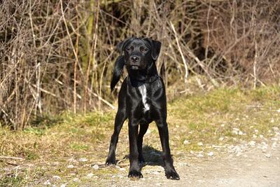 DOBBY S259, Mischling - Rüde
