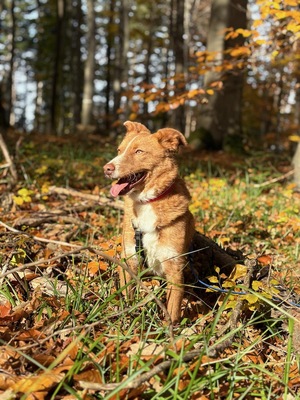 DOBBY - lieb, verschmust, anhänglich, sanft, gutmütig, anfangs etwas schüchtern, Mischling (Video auf HP) - Rüde