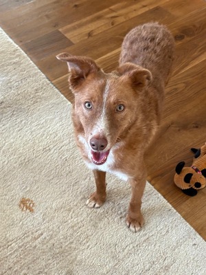 DOBBY - lieb, verschmust, anhänglich, sanft, gutmütig, anfangs etwas schüchtern, Mischling (Video auf HP) - Rüde