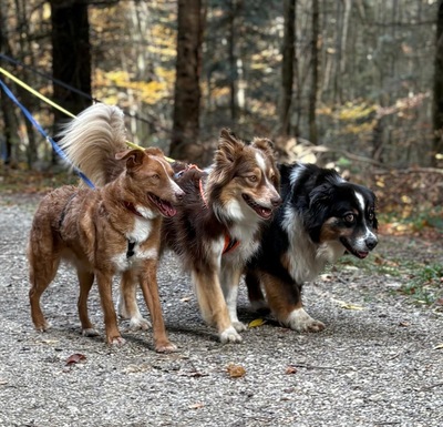 DOBBY - lieb, verschmust, anhänglich, sanft, gutmütig, anfangs etwas schüchtern, Mischling (Video auf HP) - Rüde