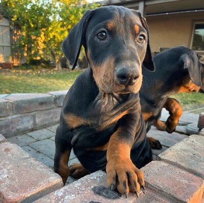 DOBERMANN Welpen - Rüde