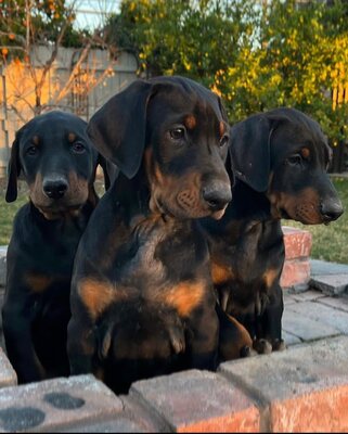 DOBERMANN Welpen - Rüde