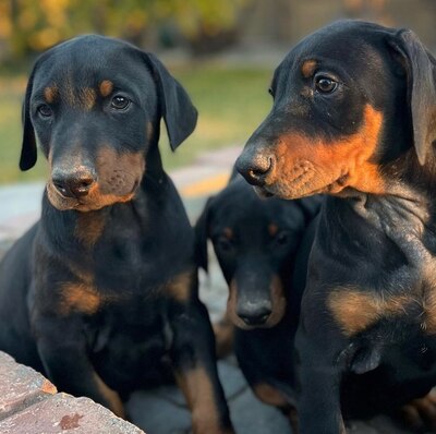 DOBERMANN Welpen - Rüde