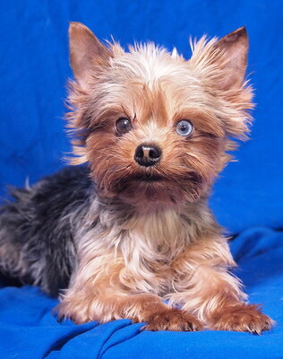 DOBI - sehr freundlich, verschmust, neugierig, lebhaft, fröhlich, katzenverträglich