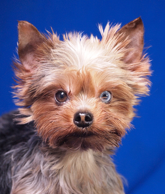 DOBI - sehr freundlich, verschmust, neugierig, lebhaft, fröhlich, katzenverträglich, Yorkshire Terrier - Rüde