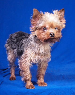 DOBI - sehr freundlich, verschmust, neugierig, lebhaft, fröhlich, katzenverträglich, Yorkshire Terrier - Rüde