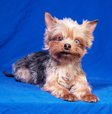 DOBI - sehr freundlich, verschmust, neugierig, lebhaft, fröhlich, katzenverträglich, Yorkshire Terrier - Rüde