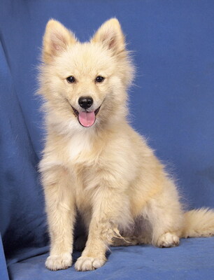 DODI - R E S E R V I E R T !!!!! sehr lieb und anhänglich, verschmust, neugierig, sehr gelehrig, katzenverträglich, Spitz Welpen - Rüde