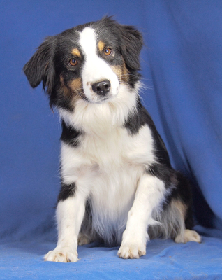 DOLCE VITA - sehr lieb und aufgeweckt, fröhlich, verschmust, lebhaft, verspielt, gelehrig, katzenverträglich, anfangs schüchtern, Mini Australian Shepherd - Hündin