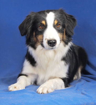 DOLCE VITA - sehr lieb und aufgeweckt, fröhlich, verschmust, lebhaft, verspielt, gelehrig, katzenverträglich, anfangs schüchtern, Mini Australian Shepherd - Hündin