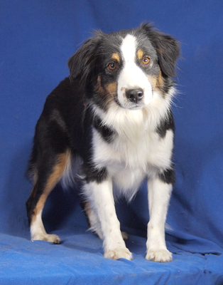 DOLCE VITA - sehr lieb und aufgeweckt, fröhlich, verschmust, lebhaft, verspielt, gelehrig, katzenverträglich, anfangs schüchtern, Mini Australian Shepherd - Hündin