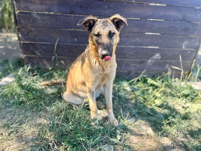 DOLFY C68, Mischling - Rüde
