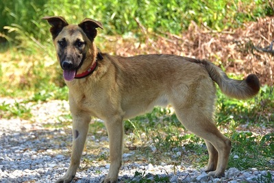 DOLFY C68, Mischling - Rüde