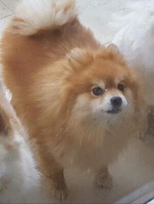 DOLLI Fee, Zweispitz - Hündin